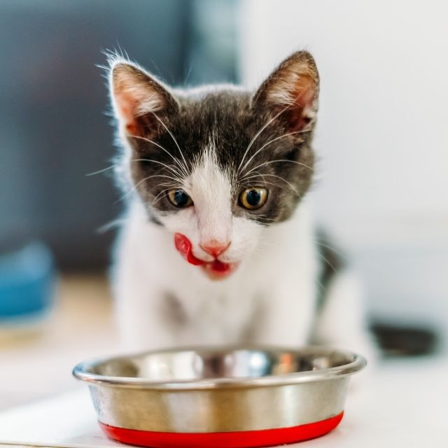 kedimsüreklimiyavliyor1.jpg (42 KB)