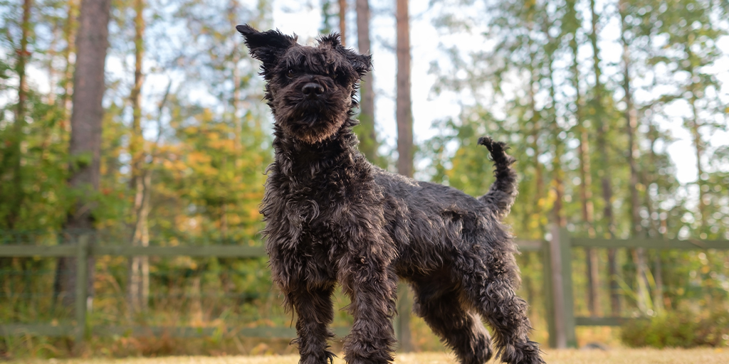 skyeterrier3.jpg (367 KB)