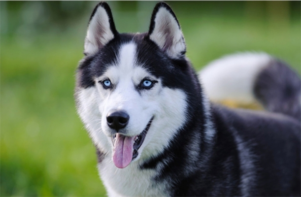 Sibirya Kurdu Özellikleri ve Bakımı (Husky)