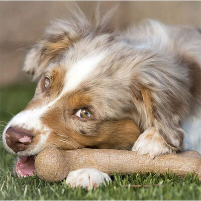 BarkBone Dinosaur Bacon Aromalı Bitmeyen Köpek Çiğneme Kemiği Küçük Boy 16,5 Cm 