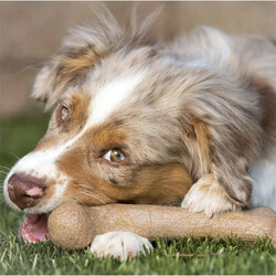 BarkBone Dinosaur Bacon Aromalı Bitmeyen Köpek Çiğneme Kemiği Orta Boy 21 Cm - Thumbnail