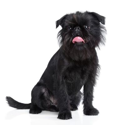 Brüksel Griffon Köpek Irkı Özellikleri ve Bakımı