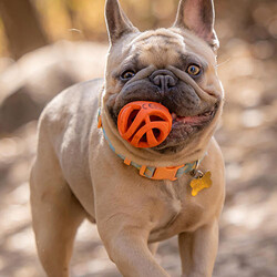 Chuckit! Air Ball 2'li Köpek Oyun Topu Küçük Boy 5 Cm - Thumbnail