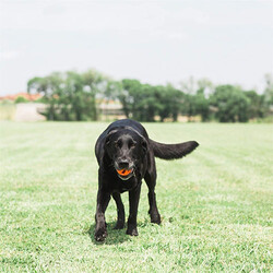 Chuckit! Air Ball Köpek Oyun Topu Orta Boy 6,5 Cm - Thumbnail