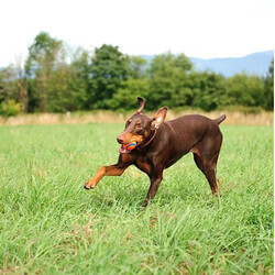 Chuckit! Ultra Ball Dayanıklı Köpek Oyun Topu Large 7,5 Cm - Thumbnail