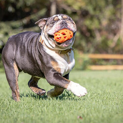 Chuckit!Air Fetch Football Köpek Oyun Topu 14 Cm - Thumbnail