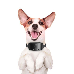 Doggie Premium Havlama Önleyici Köpek Eğitim Tasması Siyah - Thumbnail