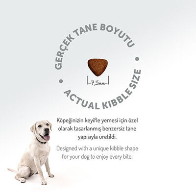Felicia Hypoallergenic Küçük ve Orta Irk Kuzulu Düşük Tahıllı Yavru Köpek Maması 3 Kg 