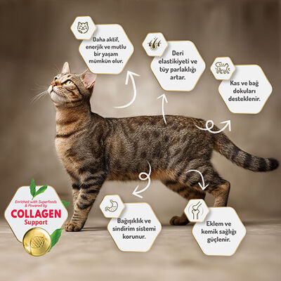 Felicia Hypoallergenic Kuzulu Düşük Tahıllı Yetişkin Kedi Maması 12 Kg 