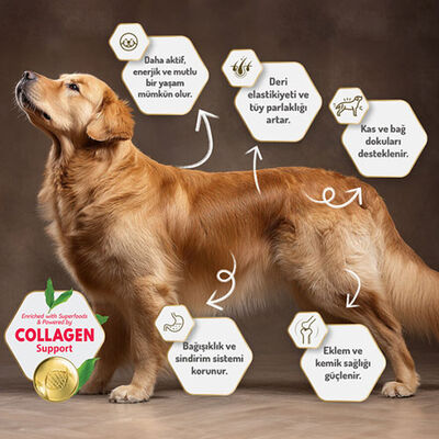 Felicia Hypoallergenic Medium Large Kuzulu Düşük Tahıllı Yetişkin Köpek Maması 6 Kg 