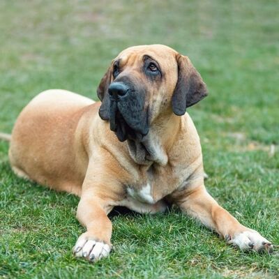 Fila Brasileiro (Brezilya Mastiff) Köpek Irkı Özellikleri ve Bakımı