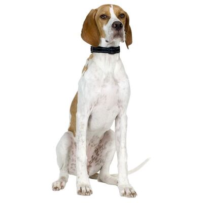 İngiliz Pointer Köpek Irkı Özellikleri ve Bakımı