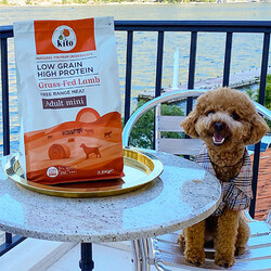 Kito Doğal Besi Kuzu Etli Mini Irk Yetişkin Köpek Maması 2,5 Kg - Thumbnail