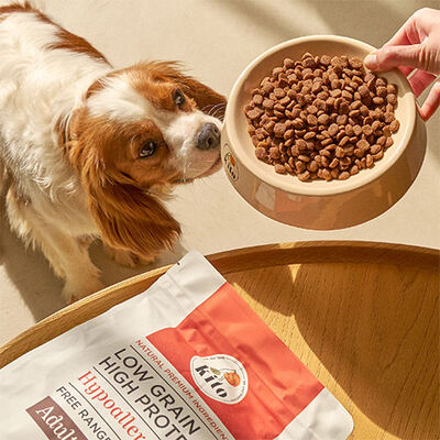 Kito Doğal Besi Kuzu Etli Mini Irk Yetişkin Köpek Maması 2,5 Kg 