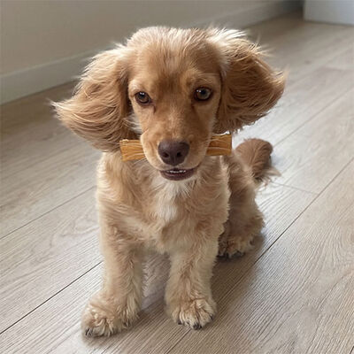 Kito Kurutulmuş Dana İnce Sinir Köpek Ödülü 100 Gr 