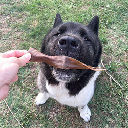 Kito Kurutulmuş Dana Kelle Derisi Köpek Ödülü 100 Gr - Thumbnail