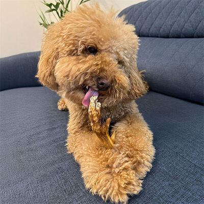 Kito Kurutulmuş Horoz Ayak Köpek Ödülü 100 Gr 