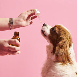 Kito Skin Coat Tüy Sağlığını Destekleyici Köpek Multivitamini 50 ml - Thumbnail