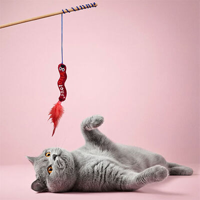 Kito Toys Solucan Peluş Kedi Oyuncağı 