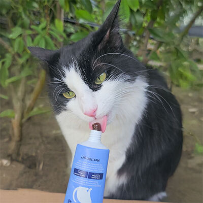 Kito Tüy Yumağı Önleyici ve Sindirim Sistemi Destekleyici Kısır ve Yetişkin Kedi Malt Macunu 100 Gr 