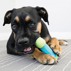 Kong Core Strength Plastik Köpek Çiğneme Oyuncağı 6 Cm - Thumbnail