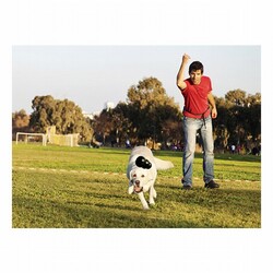Kong Extreme Kauçuk Köpek Oyuncağı Medium 9 Cm - Thumbnail