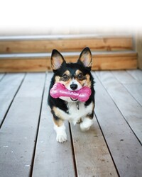 Kong Squeezz Hışırtı Sesli Kemik Köpek Oyuncağı Medium 15,5 Cm - Thumbnail