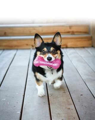 Kong Squeezz Hışırtı Sesli Top Köpek Oyuncağı Large 7 Cm