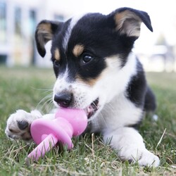 Kong Puppy Emzik Yavru Köpek Diş Kaşıma Oyuncağı Medium 13,5 Cm - Thumbnail