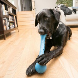 Kong SqueakStix Kauçuk At Getir Köpek Oyuncağı Large - Thumbnail