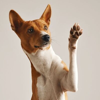 Köpeklerde Pati Bakımı Hakkında Her Şey