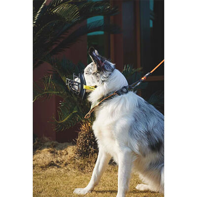 M-Pets Bark Guard Köpek Ağızlığı Sarı Siyah XXL 22x19x9 Cm 