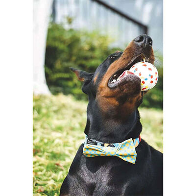 M-Pets Bloom Ball Parçalanmaz Top Köpek Oyuncağı Beyaz 7 Cm 