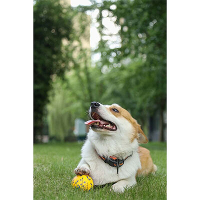 M-Pets Bloom Ball Parçalanmaz Top Köpek Oyuncağı Sarı 7 Cm 