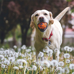 M-Pets Bloom Ball Parçalanmaz Top Köpek Oyuncağı Turuncu 7 Cm - Thumbnail
