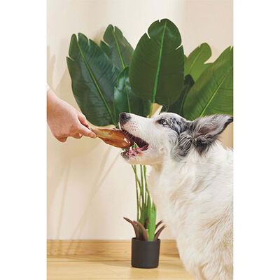 M-Pets Carnivore But Şeklinde Pastırma Aromalı Kemik Köpek Oyuncağı 12,4x6,1x3,5 Cm 