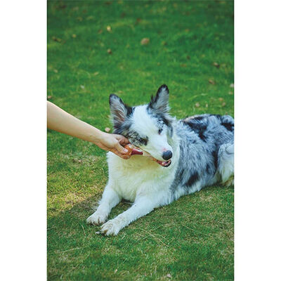 M-Pets Carnivore Savoury Bone Pastırma Aromalı Kemik Köpek Oyuncağı 14,5x5,1x5 Cm 