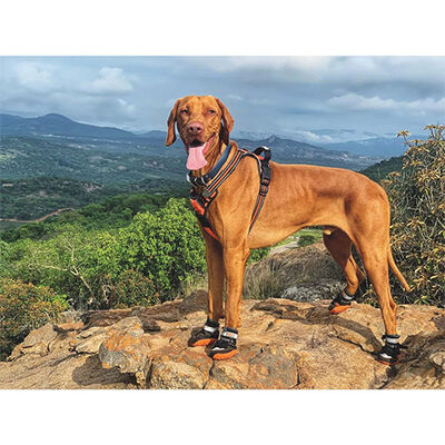 M-Pets Hiking Köpek Ayakkabısı XL 