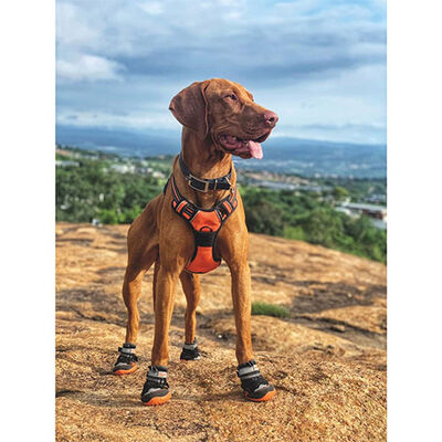 M-Pets Hiking Köpek Ayakkabısı XS 