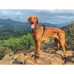 M-Pets Hiking Köpek Ayakkabısı XS - Thumbnail