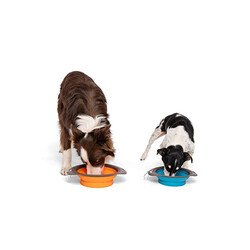 M-Pets Kedi ve Köpekler İçin Katlanır Silikon Mama ve Su Kabı Mavi 750 Ml - Thumbnail