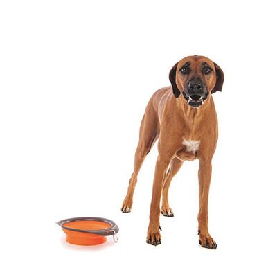 M-Pets Kedi ve Köpekler İçin Katlanır Silikon Mama ve Su Kabı Turuncu 1230 Ml 