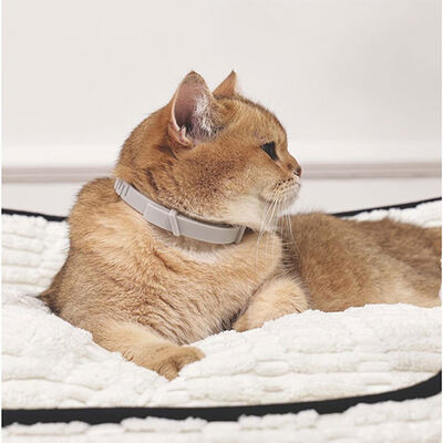 M-Pets Keep Calm Calming Sakinleştici Kedi Tasması Gri 