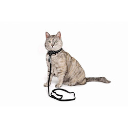 M-Pets Letsgo Kedi Göğüs Tasması Seti 30-42 Cm - Thumbnail
