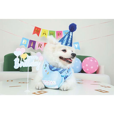 M-Pets Party Time Erkek Köpekler İçin Doğum Günü Seti 20x20x7 Cm 