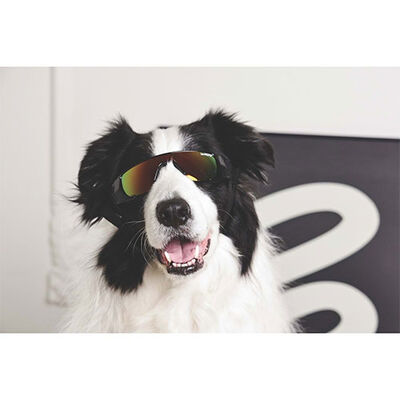 M-Pets Sunny Sunbather Köpek Gözlüğü Siyah 15,2x4,9 Cm 