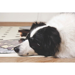 M-Pets Sunny Trailblazer Köpek Gözlüğü Siyah 15,7x7,5 Cm - Thumbnail