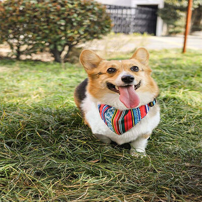 M-Pets Urban Style Jazz Bandana Köpek Boyun Tasması Small 15-33 Cm 