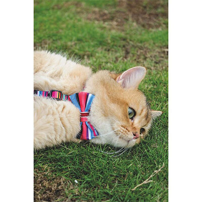M-Pets Urban Style Jazz Stripes Kedi ve Köpek Papyonu Large 