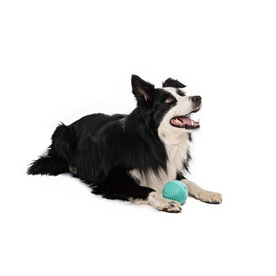 M-Pets Vice Versa Et Aromalı Top Köpek Oyuncağı 8,38 Cm 